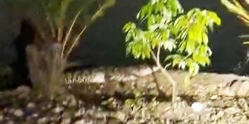 Dua Buaya Muncul di DAM Tunjung Bangkalan Resahkan Warga