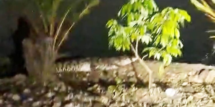 Dua Buaya Muncul di DAM Tunjung Bangkalan Resahkan Warga