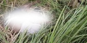 Dua Hari Hilang, Remaja Asal Kamal Ditemukan Meninggal di Semak-Semak Socah